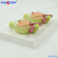 PNT-0760 urine protein kidney anatomical model